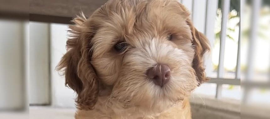 Cover Image for Holiday Howls from Team Clay and Buck!