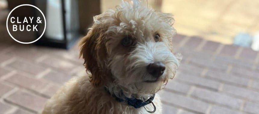 Cover Image for Teddy, the Travis Family Dog, Turns 3 Months Old