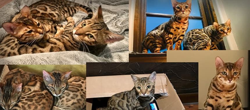 Cover Image for Clay’s Bengal Cats Reportedly a Menace to Drinks